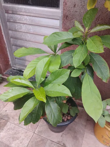Muda de platas,pé de abacate proto para plantar em sítio, chácara.