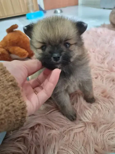 Fêmea de lulu da Pomerânia
