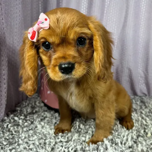 Cavalier King Charles Spaniel: Pronta entrega hoje