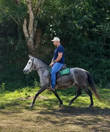 Égua mangalarga marchar 3 anos e 8 meses já premiada em pista