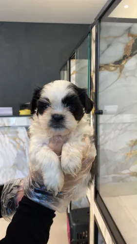 Shih Tzu, a combinação perfeita de beleza e amor.
