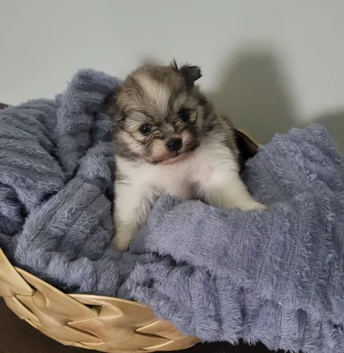 BRG - Lulu da Pomerânia - Spitz Alemão com Genética e Garantia 