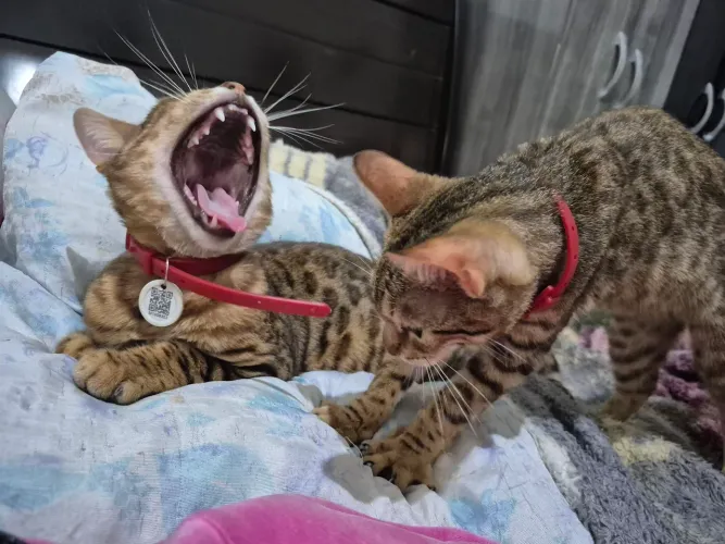 Plantel Gatos Bengala