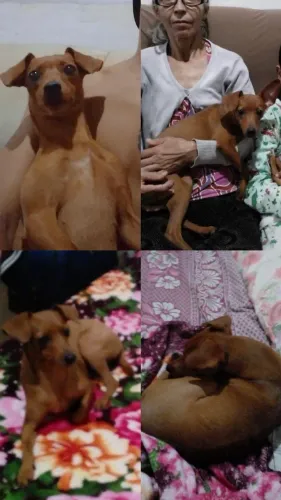 pinscher para doação responsável.