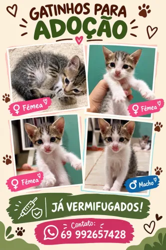 Gatinhos para Adoção