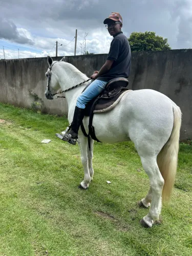 Cavalo castrado 8 anos 