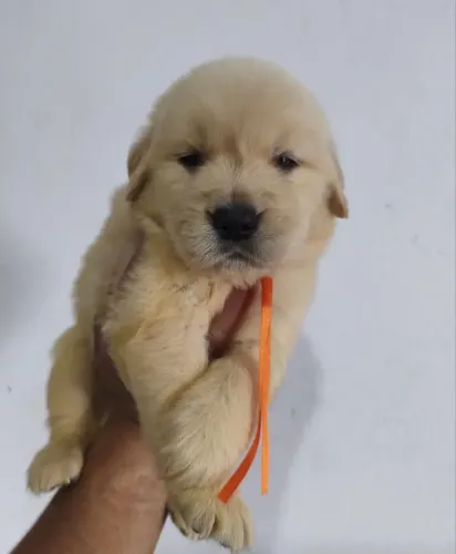 Golden retriever: pelagem sedosa e cheio de amor para você