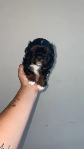 VENDO SHIH TZU MACHO