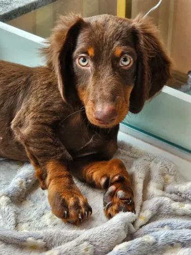 Dachshund Pelo longo macho