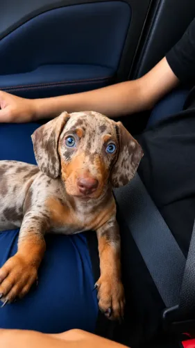 Filhote dachshund kaninchen micro, lindo mofadingo