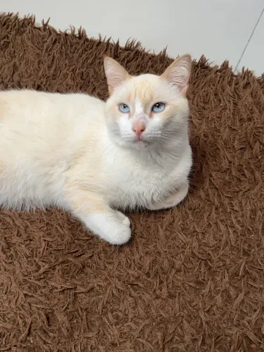 Adote gato lindo dos olhos azuis, grande e saudável