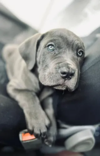 Cane corso - Seu cão predileto