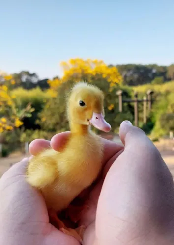 VENDO MARRECO DE POMPOM (COR:BRANCO)