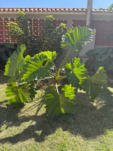PLANTA ORELHA DE ELEFANTE