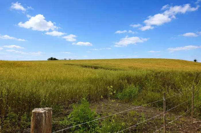 São Mateus do Sul, 528,56 hectares, Colhendo Safra Abril 2026 (400 hectares de Milho) Com 