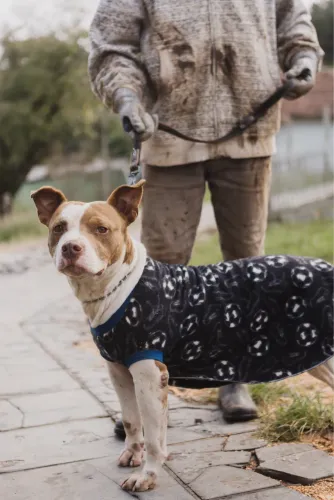 Pit bull- cão de guarda adoção