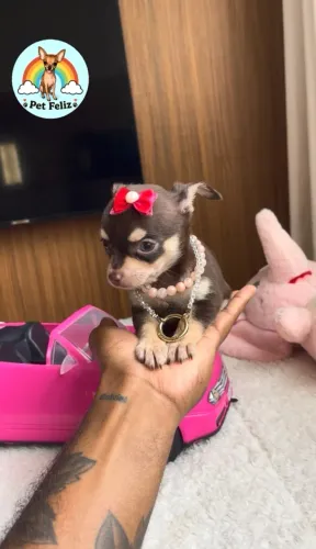 Chihuahua fêmea chocotan pelo curto