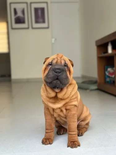 Filhote fêmea de Sharpei
