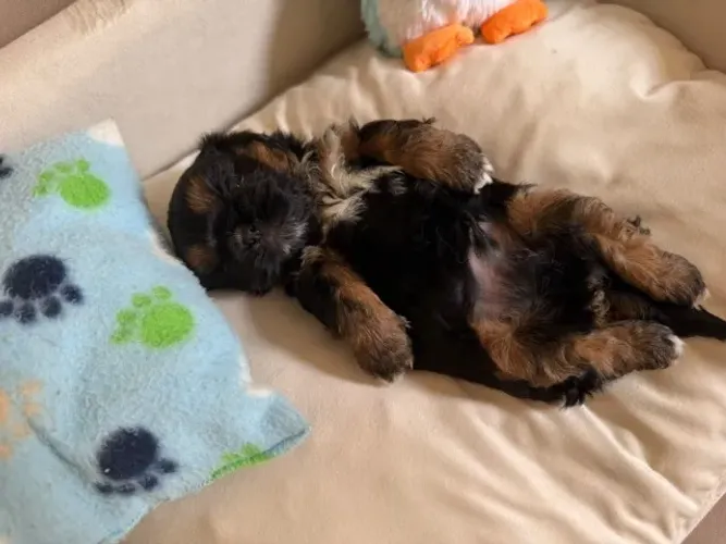 Filhote da raça Shih Tzu