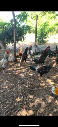 Frangos caipira