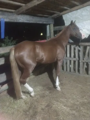 Potro QM pronto para iniciar na Vaquejada Bisneto de El Zorrero