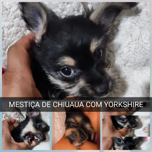 MESTIÇA DE CHIUAUA COM YORKSHIRE SOU C/ 2 MESES SOU DE FERRAZ Zl