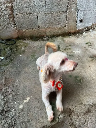 Doação de pet