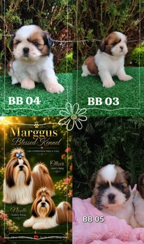Lindos filhotes de Shih tzu disponíveis