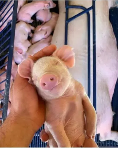 Animal