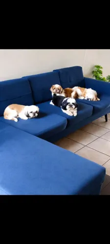 PLANTEL SHIHTZU