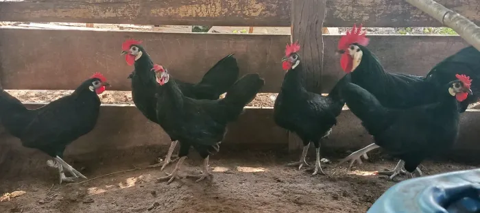 Ovos