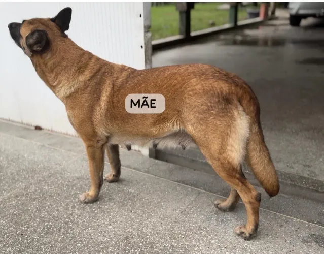 Cachorro