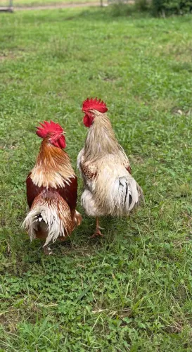 Animais
