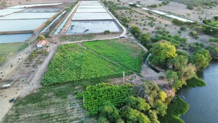 FAZENDA DE CAMARÃO DE ALTA PRODUTIVIDADE NO BAIXO JAGUARIBE - 32,4 HA (11,45 HA DE LÂMINA