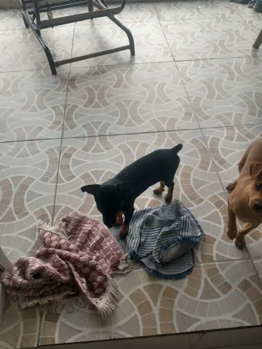 Vendo dois filhotes de Pincher marcho com 2 meses,já com a primeira vacina,e já comendo