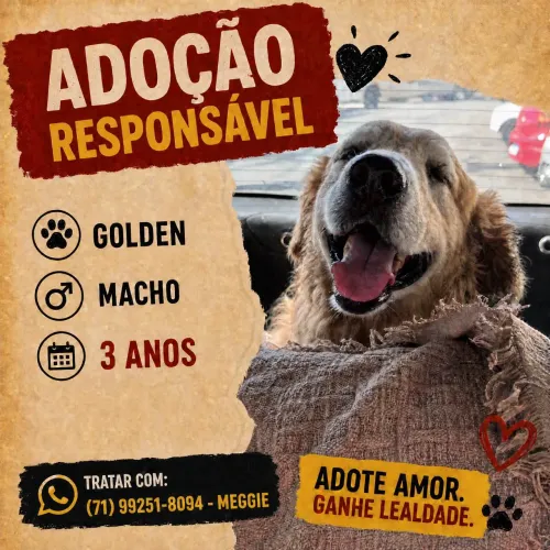 Cão macho