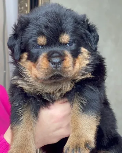 Rottweiler - Filhotes Prontos Para Fazer Parte Da Família