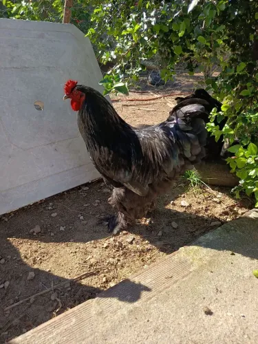 Galo bhama negro