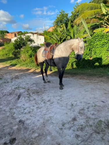 Vendo ou troco porda Mangolina