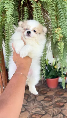 Lulu da Pomerânia
