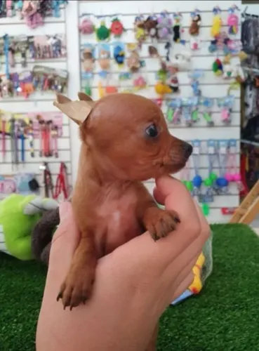 Pinscher miniatura machos.