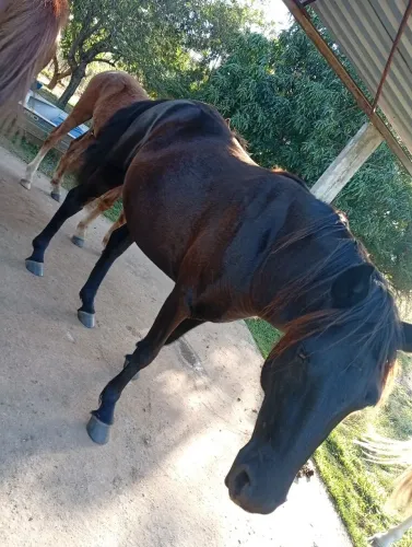 Égua, 2 anos, prenha, meio sangue manga larga