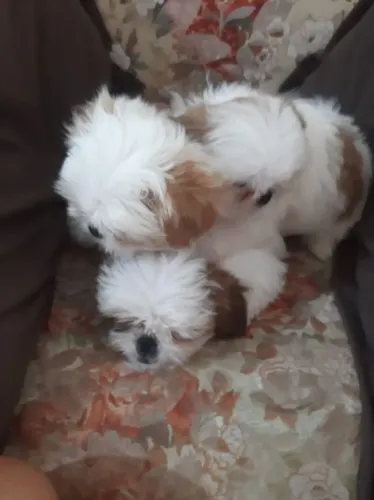 Vendo Shitzu