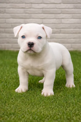 american bully elite linhagem importada