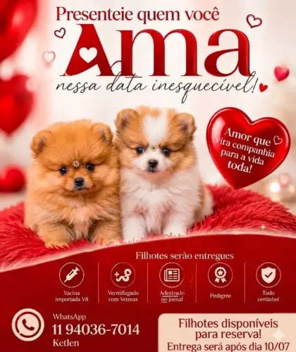 Lulu da Pomerânia - filhotes disponíveis.