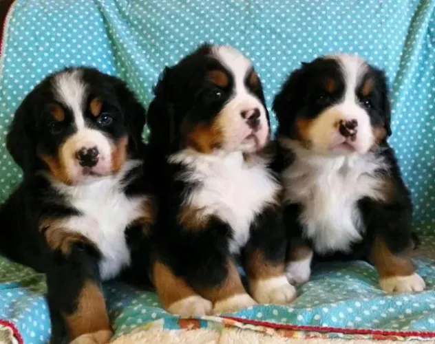 Bernese com pedigree, garantias e criado em ambiente familiar