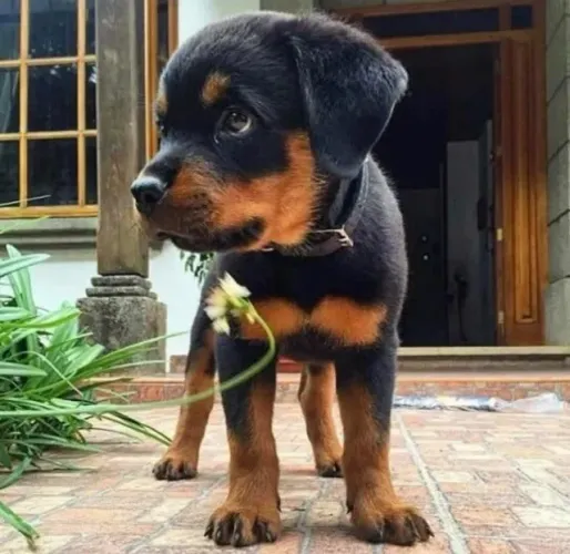 Filhotes de Rottweiler | Companheiro cheio de alegria.