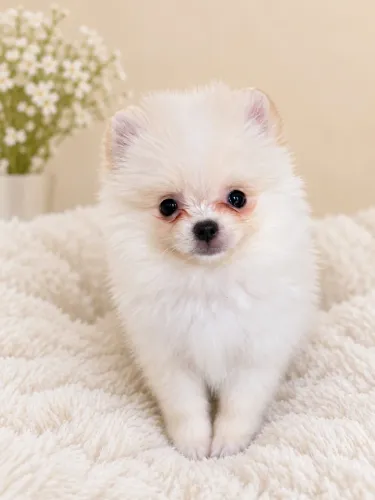 spitz alemão macho