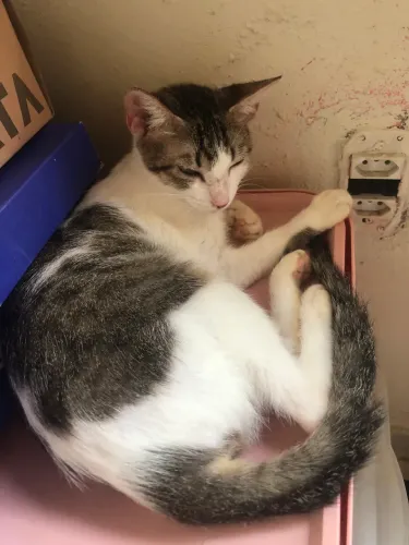 Gatinha para adoção