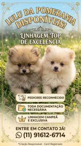 Lulu da pomerania